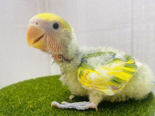 パッと明るく染まっちゃう💛コザクラインコのタイガーチェリー🌱
