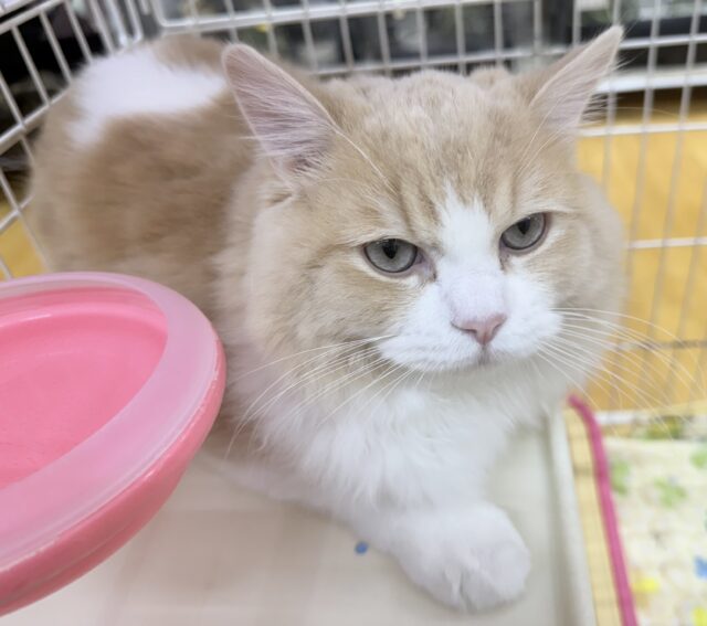 最新📷イケにゃんミヌエットくん! ミヌエット