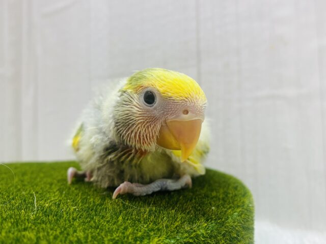 コザクラインコ（小桜インコ）