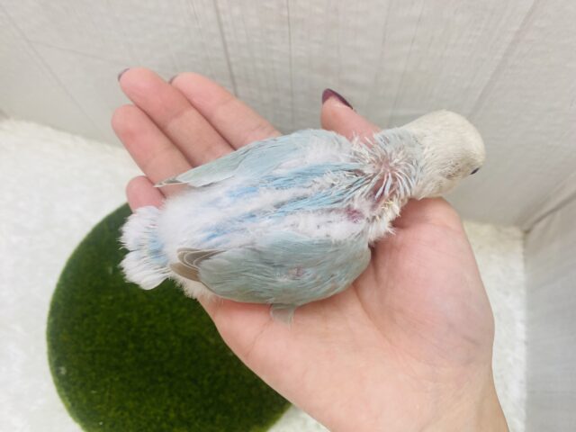 ふわふわ🩵ハワイまで連れてって〜🌺コザクラインコのオパーリン系!! コザクラインコ(小桜インコ)