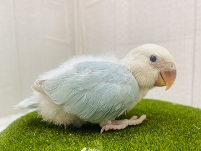 ふわふわ🩵ハワイまで連れてって〜🌺コザクラインコのオパーリン系！！