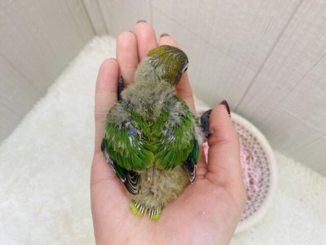 ルリゴシボタンインコ
