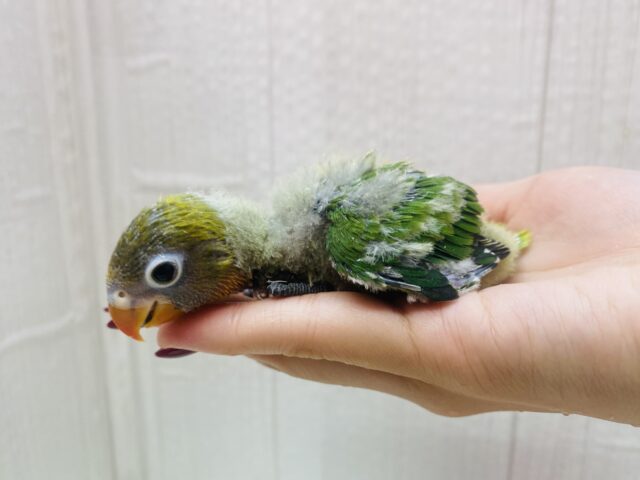 ルリゴシボタンインコ