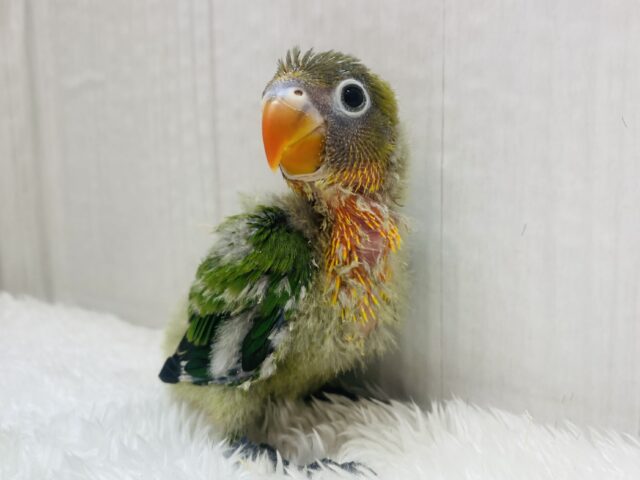 鮮やか〜な姿を見せておくれ✨ルリコシボタンインコ‼️