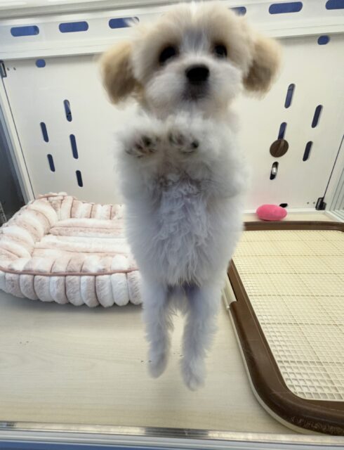 キャバビション