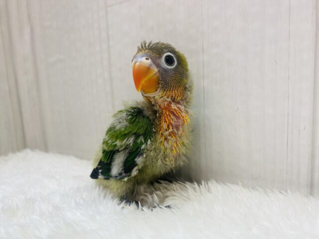 ルリゴシボタンインコ