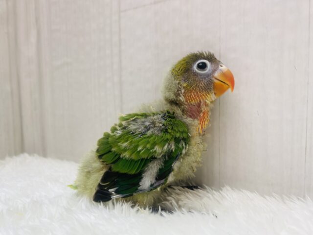 ルリゴシボタンインコ