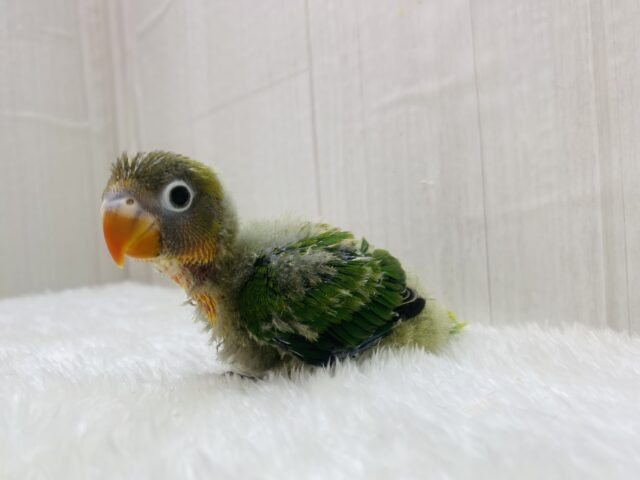 ルリゴシボタンインコ