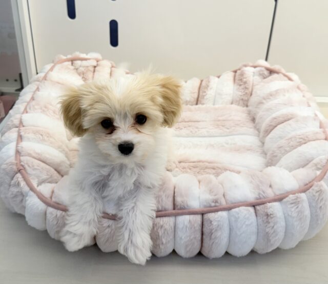 キャバビション