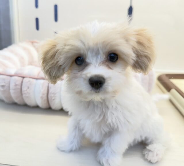 キャバビション