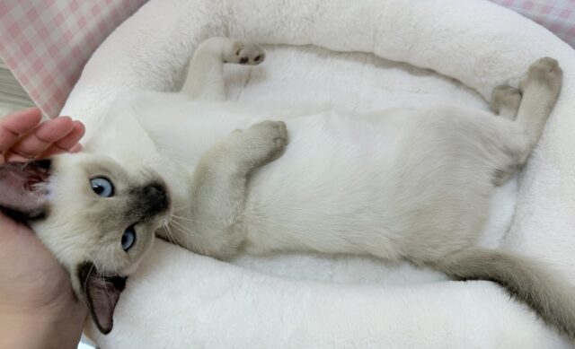 最新📷甘えん坊にゃんこ来ました!トンキニーズくん! トンキニーズ