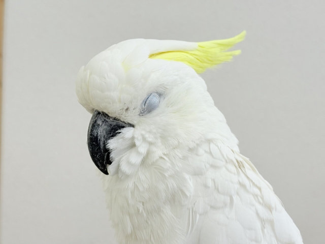 アルーキバタン