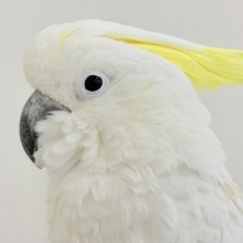 【最新画像更新🪄】ハッピーオーラ🫧ノリノリキーちゃん🕊💛アルーキバタン(男の子)