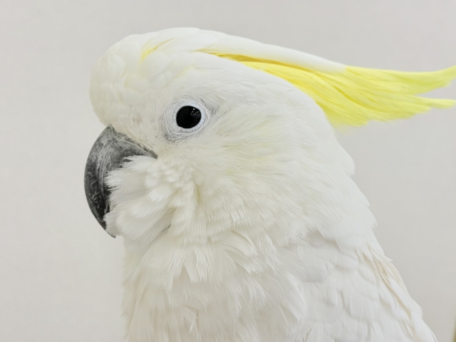 【最新画像更新🪄】ハッピーオーラ🫧ノリノリキーちゃん🕊💛アルーキバタン(男の子)