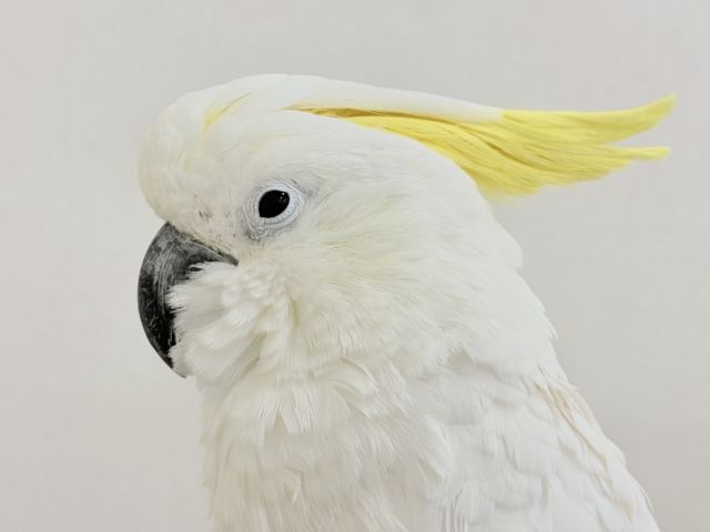 アルーキバタン