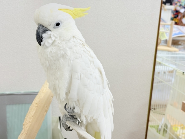 アルーキバタン