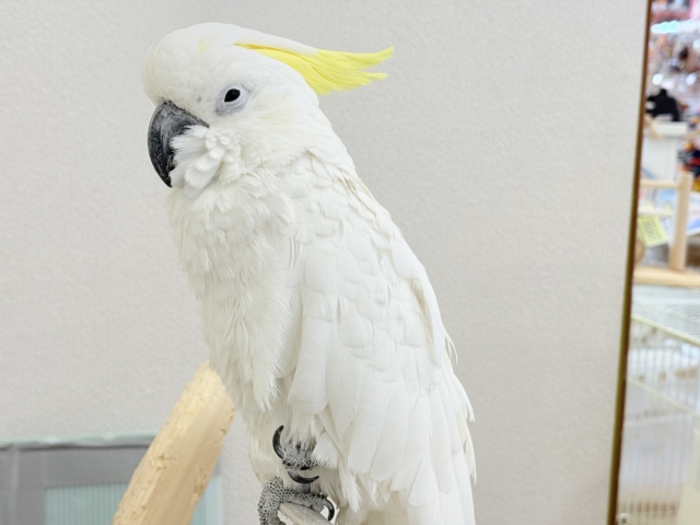 アルーキバタン