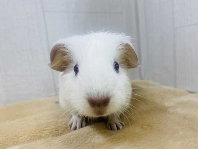 ロシアンモルモット