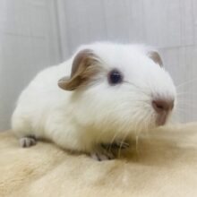 この垂れ耳が可愛すぎますっ‼️マシュマロボディーのロシアンモルモット🤍