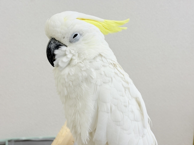 アルーキバタン