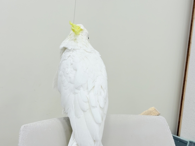 アルーキバタン