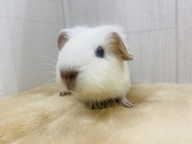 ロシアンモルモット