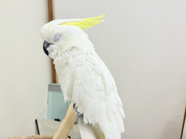 アルーキバタン