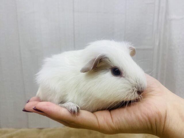 ロシアンモルモット