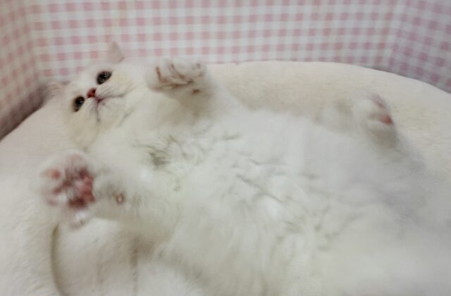 最新📷きゅんきゅんさせちゃう!ラガマフィンくん ラガマフィン