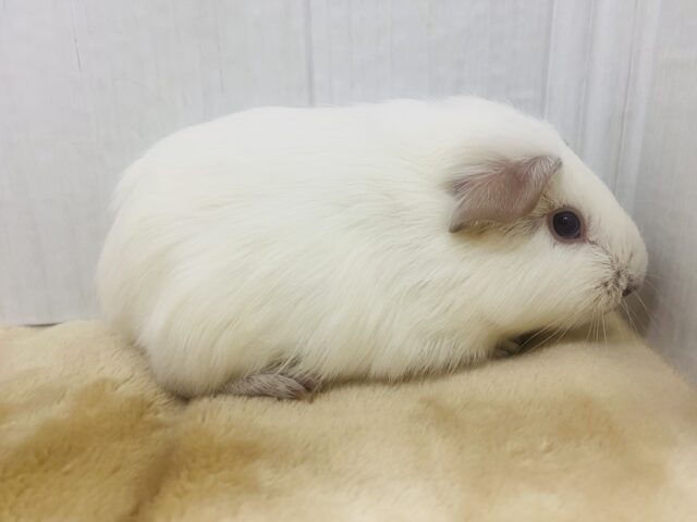 ロシアンモルモット