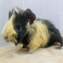 モヒカンヘア〜がチャームポイント✨くるっくるんなアビシニアンモルモット🤎