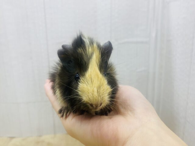 アビシニアンモルモット