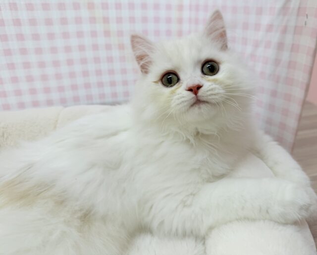 最新📷きゅんきゅんさせちゃう！ラガマフィンくん