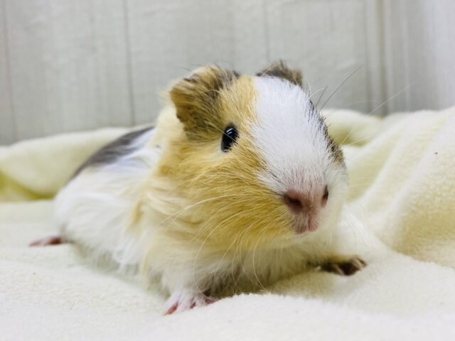 みんなで一緒にプィプィプィ~🫶💕︎︎モルモットfair開催中ですよ‼️ モルモット