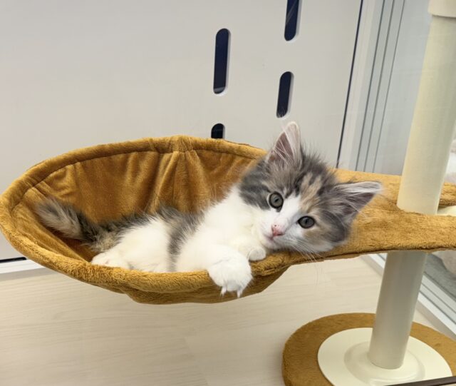 ノルウェージャンフォレストキャット