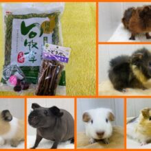 みんなで一緒にﾌﾟｨﾌﾟｨﾌﾟｨ~🫶💕︎︎モルモットfair開催中ですよ‼️