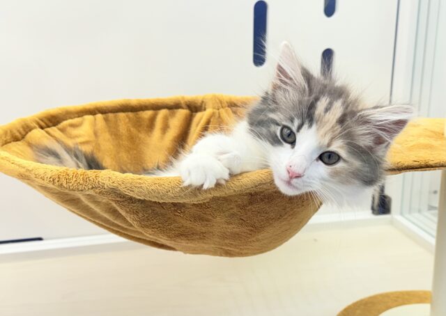 ノルウェージャンフォレストキャット