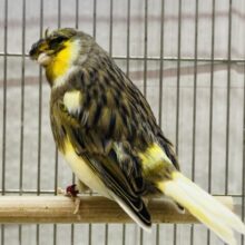 頭のつむじを見せちゃいます🩷グロスターカナリアコロナ✨