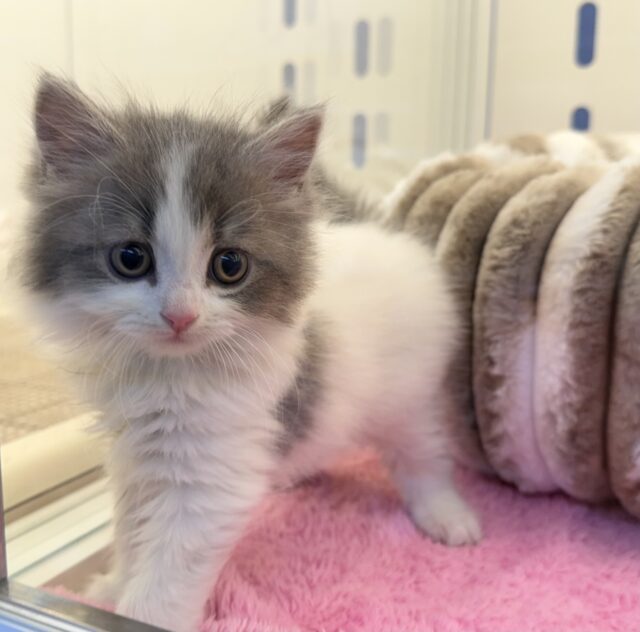 全力にゃー!スコティッシュちゃん💖 スコティッシュフォールド