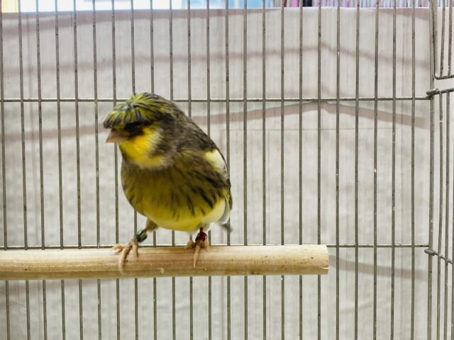 グロスターカナリア