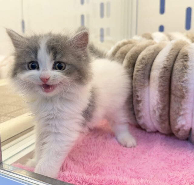 スコティッシュフォールド