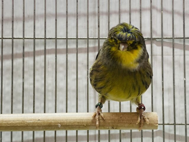 グロスターカナリア