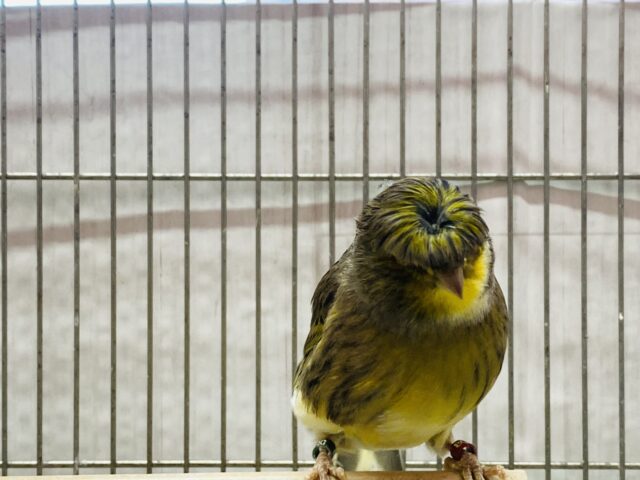 グロスターカナリア