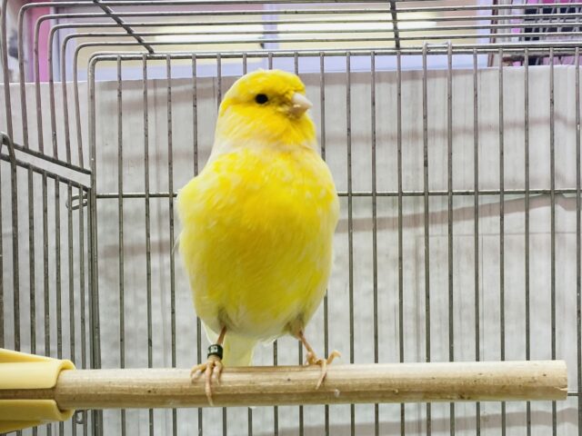 グロスターカナリア