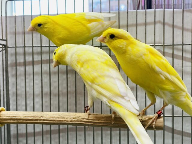 レモンカナリア