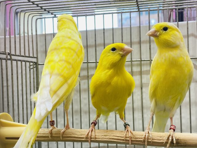 レモンカナリア