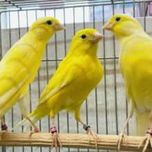 派手派手レモンカラー🍋✨レモンカナリア男の子👑