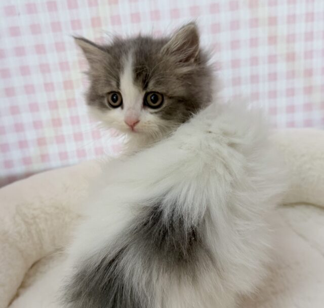 スコティッシュフォールド