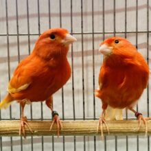 情熱の赤❤️‍🔥𓂃 𓈒赤カナリアのムフク‼️