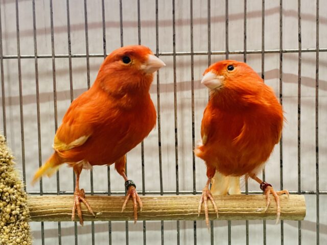 情熱の赤❤️‍🔥𓂃 𓈒赤カナリアのムフク‼️